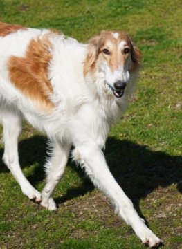 ボルゾイ【愛知県・女の子・2020年4月5日・ホワイト&レッド】の写真「人懐こく、元気な女の子」