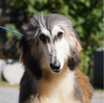 アフガンハウンド【愛知県・男の子・2023年3月5日・ドミノ】の写真「可愛い男の子👑」