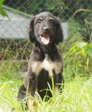 アフガンハウンド【愛知県・男の子・2021年5月20日・ブラック&タン】の写真「可愛い男の子🐾」