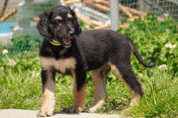 アフガンハウンド【愛知県・男の子・2021年2月10日・ブラック&タン】の写真「元気いっぱいな男の子🐾」