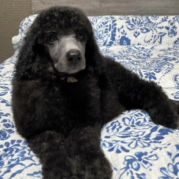 スタンダードプードル【愛知県・女の子・2024年5月17日・シルバー】の写真「もふもふプードル🐩」