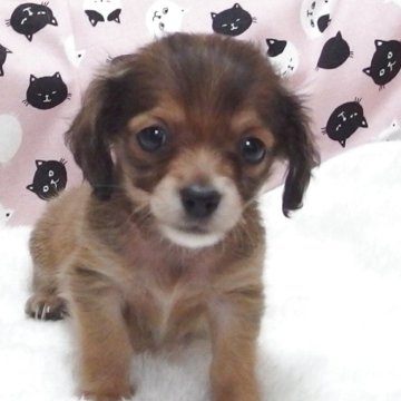 チワックス(チワワ×ダックスフンド)【大阪府・男の子・2025年7月1日・ブラウン】の写真「全て込みの価格で元気な男の子です。」