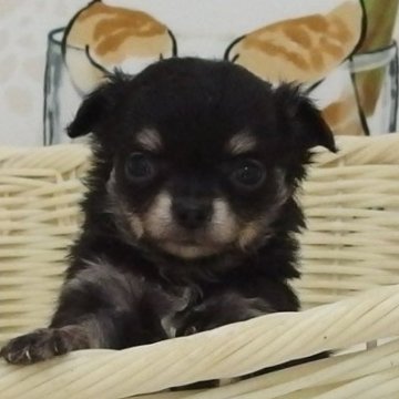 チワワ(ロング)【大阪府・男の子・2023年3月16日・ブラック&タン】の写真「全て込みの価格で元気な男の子」