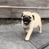 パグ【鹿児島県・男の子・2025年7月28日・フォーン】の写真5