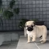 パグ【鹿児島県・男の子・2025年7月28日・フォーン】の写真4