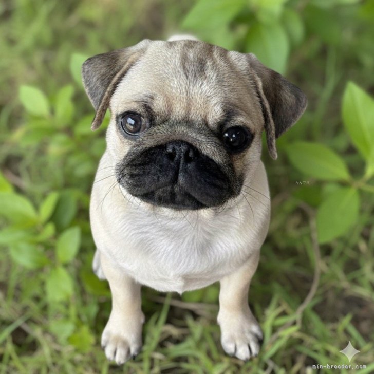 ブリーダー画像