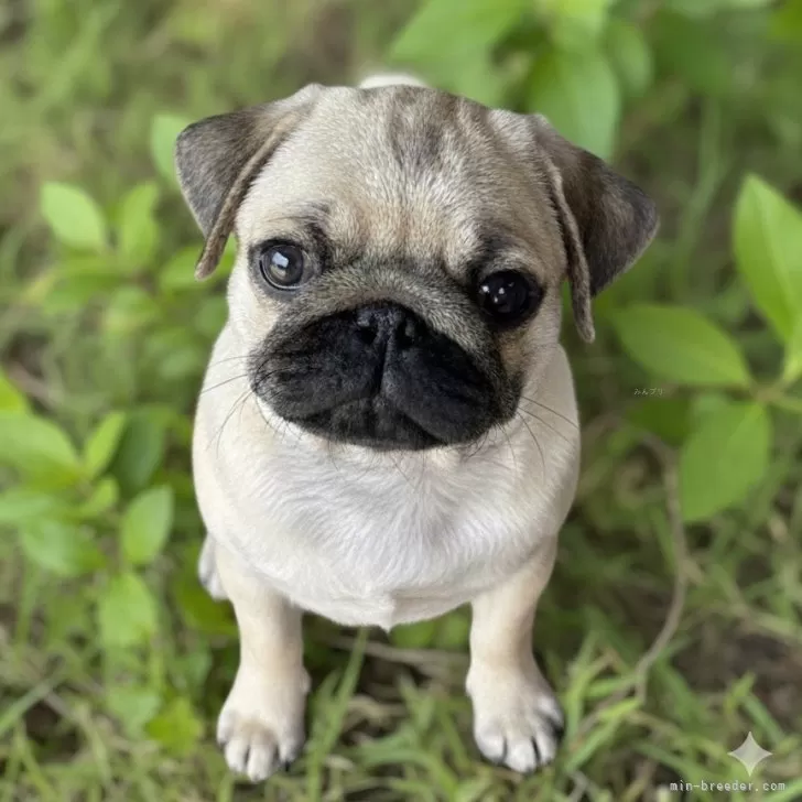 パグ【鹿児島県・男の子・2025年7月28日・フォーン】の写真1