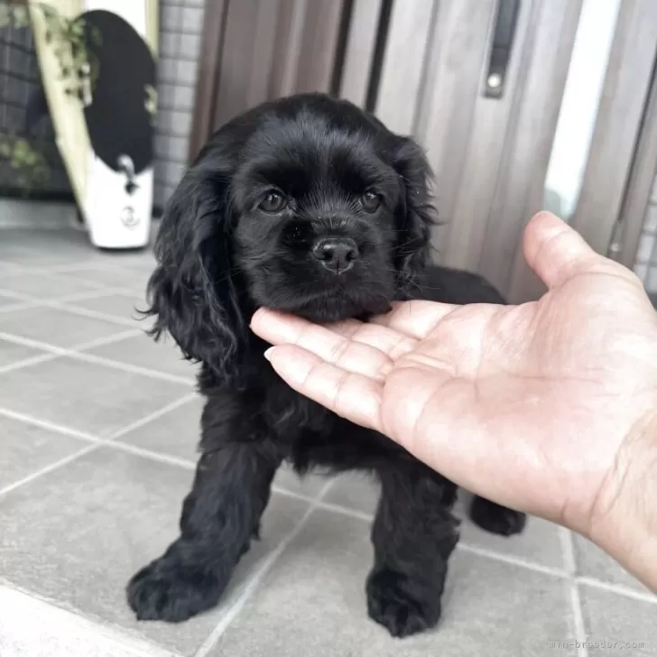 ID：2504-04912の子犬