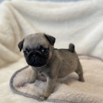 パグ【鹿児島県・女の子・2025年9月14日・フォーン】の写真「ムチロコ🟢みどりちゃん💚」