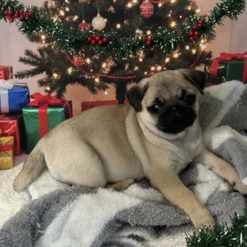 パグ【鹿児島県・女の子・2025年9月14日・フォーン】の写真「コロムチ女子のピンクちゃん🩷」