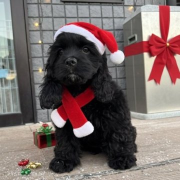 アメリカンコッカースパニエル【鹿児島県・女の子・2025年8月26日・黒】の写真「可愛すぎる黒艶ガール🖤」