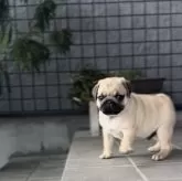 パグ
