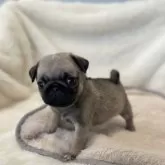 パグ【鹿児島県・女の子・2025年9月14日・フォーン】の写真1