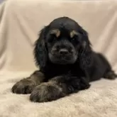 アメリカンコッカースパニエル