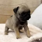 パグ【鹿児島県・女の子・2025年9月14日・フォーン】の写真5