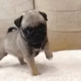 パグ【鹿児島県・女の子・2025年9月14日・フォーン】の写真3