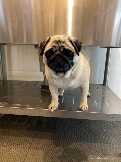 パグ【・女の子・2021年10月16日・フォーン】「シャンプー後にパチリ📸お目目くりくりです👀」