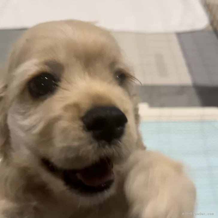 ID：2405-06069の子犬