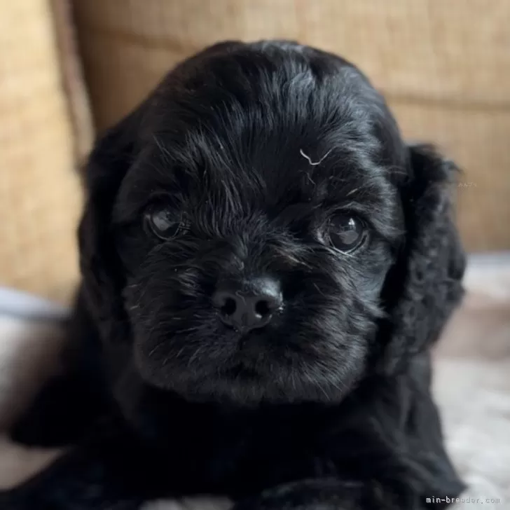 ID:2404-06760の子犬