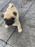 パグ【鹿児島県・男の子・2021年9月9日・フォーン】の写真5