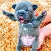 フレンチブルドッグ【鹿児島県・女の子・2025年4月23日・ブルー】の写真4