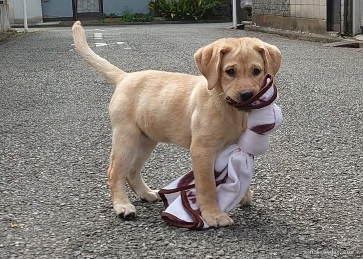 ID:2104-01123の子犬