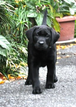 ラブラドールレトリバー【神奈川県・女の子・2019年10月12日・ブラック】の写真「英国有名犬舎の血を引くかわいい女の子」