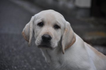ラブラドールレトリバー【神奈川県・男の子・2019年10月12日・イエロー】の写真「オリヴァー直子。健全で骨量豊富。かわいい男の子です」