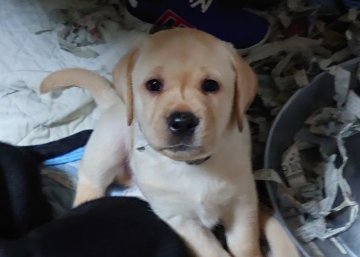 ラブラドールレトリバー【神奈川県・男の子・2020年9月22日・イエロー】の写真「健全で健康なイケメンくん」