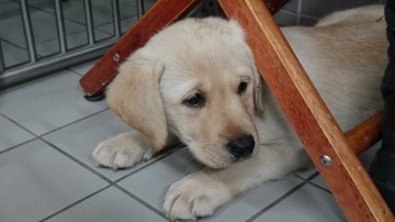 ラブラドールレトリバー【神奈川県・女の子・2019年10月12日・イエロー】の写真「父犬:英国有名犬舎出身。かわいい女の子です。」