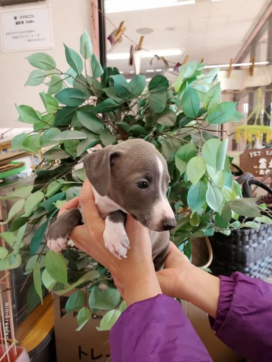 ID:2202-00372の子犬