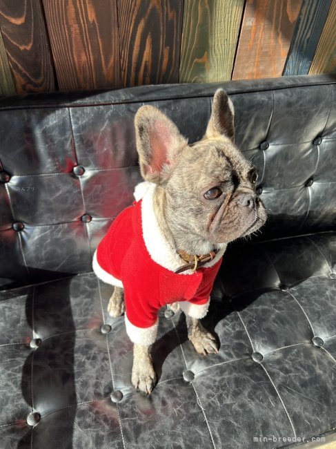 松本彩ブリーダーのブログ：メリークリスマス🌲🧑‍🎄🫎🔔🎉