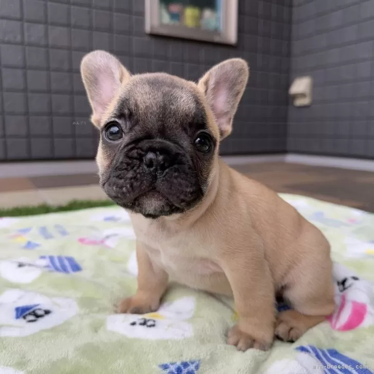 A.A 様のお迎えした子犬