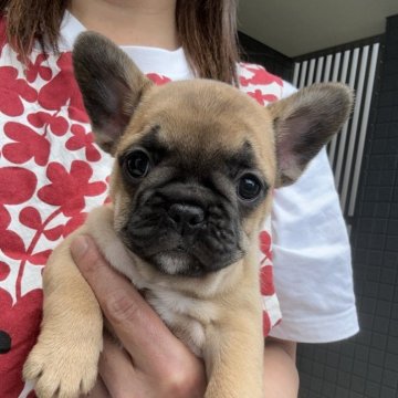 フレンチブルドッグ【東京都・女の子・2025年3月11日・フォーン(ブラックマスク)】の写真「💖GW特別価格💖5/6までの掲載です🐶」