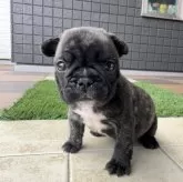 フレンチブルドッグ