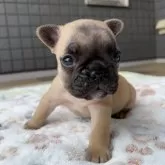 フレンチブルドッグ