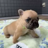 フレンチブルドッグ