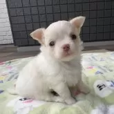 チワワ(ロング)