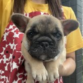 フレンチブルドッグ