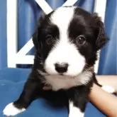 ボーダーコリー