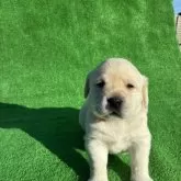 ラブラドールレトリバー【兵庫県・女の子・2025年12月13日・イエロー】の写真4