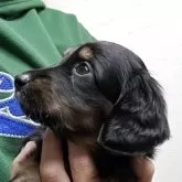 ミニチュアダックスフンド(ロング)【大分県・女の子・2025年11月20日・ブラックタン】の写真3