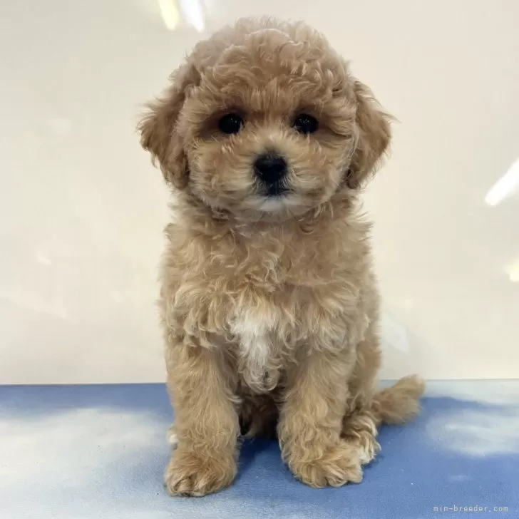 ID:2412-07501の子犬