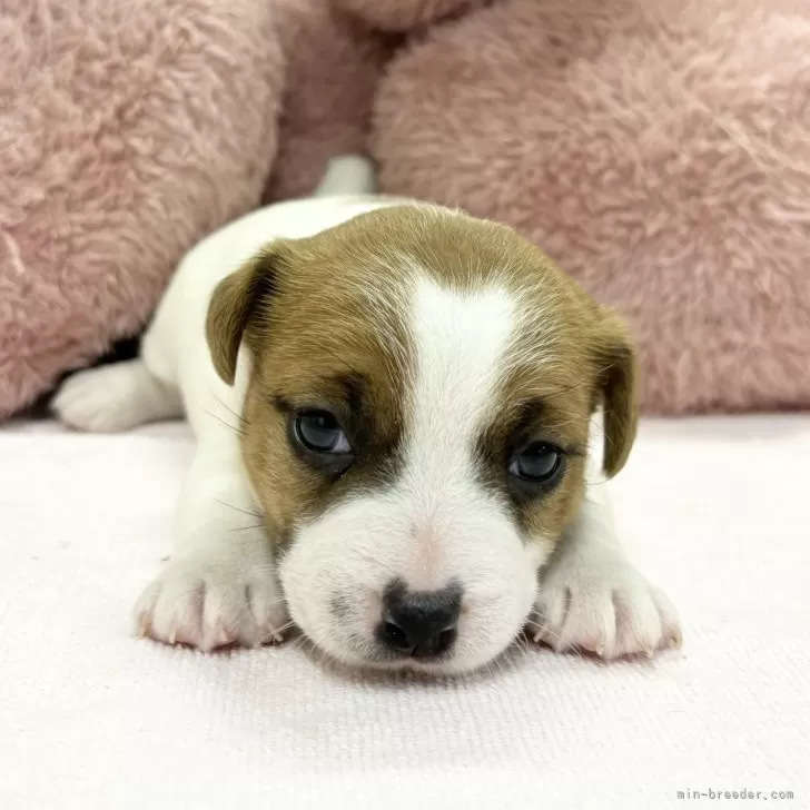 ID：2502-02059の子犬