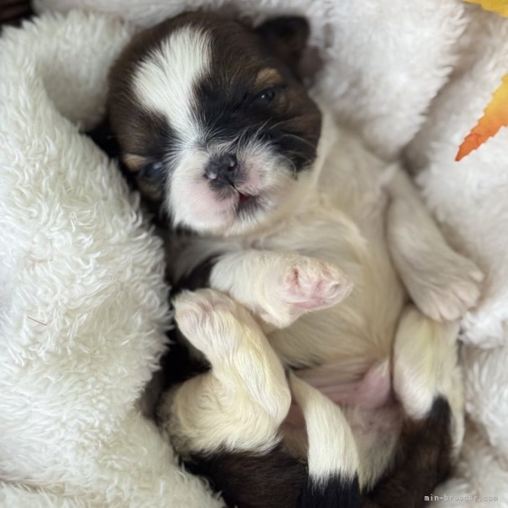 ブリーダー画像