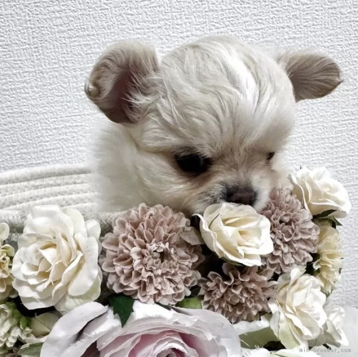 ID:2505-03004の子犬