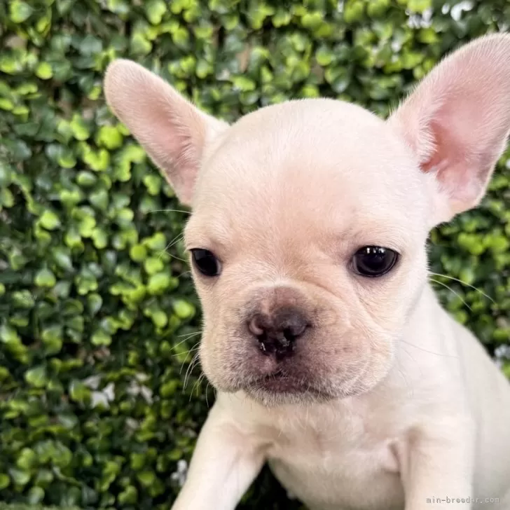 フレンチブルドッグ【愛知県・女の子・2025年12月6日・クリーム】の写真1