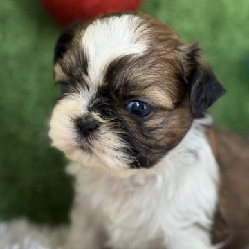 シーズー【愛知県・男の子・2025年10月25日・ホワイト&セーブル】の写真「ファーストワクチンサービス。」