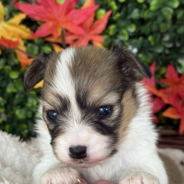 パピヨン【愛知県・女の子・2025年10月22日・ホワイト&ブラウン】の写真「綺麗にブレーズが入っています。」