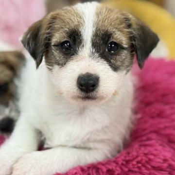 ジャックラッセルテリア【愛知県・女の子・2025年9月26日・タン&ホワイト】の写真「両親共に良血統です。」